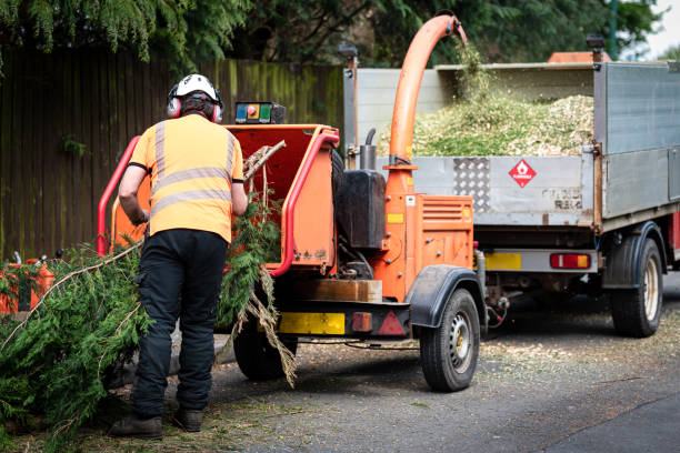Best Tree Removal  in Rio Grande City, TX
