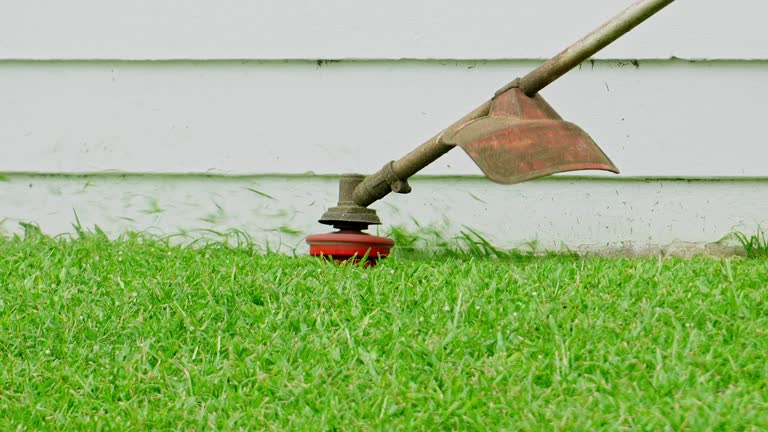 How Our Tree Care Process Works  in  Rio Grande City, TX