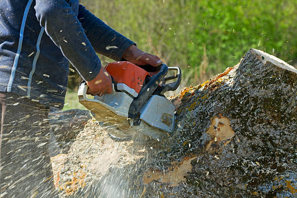 Best Lawn Grading and Leveling  in Rio Grande City, TX